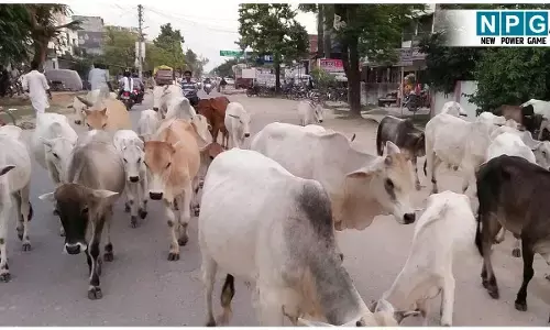 सड़कों में पशुओं को खुला छोड़ने पर पशु मालिक जाएंगे जेल, भरना होगा जुर्माना
