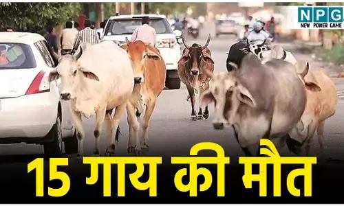 Chhattisgarh Cow Accident:: नेशनल हाईवे पर फिर हादसा! तेज रफ्तार वाहन ने 15 गायों को कुचला,