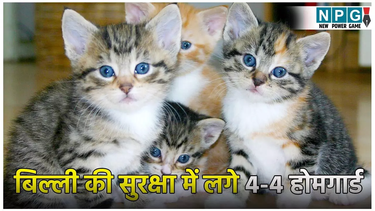बिल्ली की सुरक्षा में लगे 4-4 होमगार्ड: कुछ भी होने पर दी चेतावनी!, सामने आई हैरान कर देने वाली सच्चाई