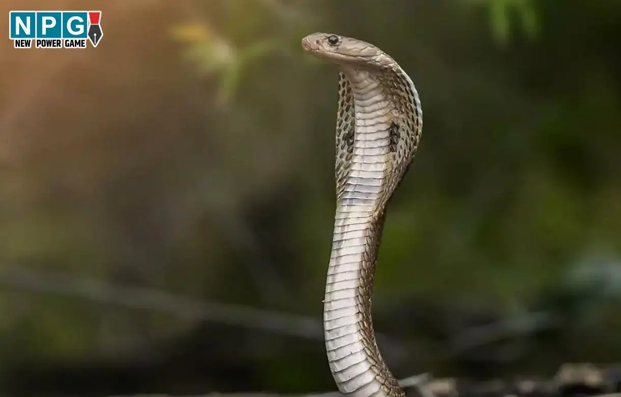 Balrampur News: सांप के काटने से भाई-बहन की मौत, जमीन में सो रहे थे दोनों बच्चे, तभी सांप ने डसा...