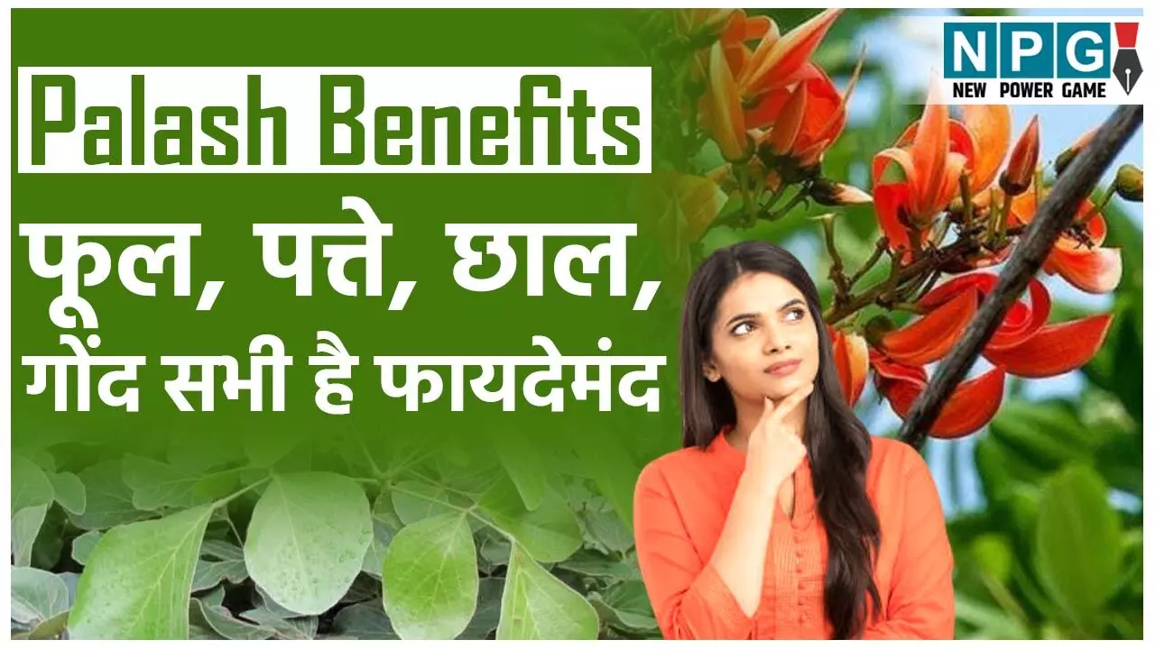 Palash Benefits: पलाश की कीजिए तलाश, इसके फूल, पत्ते, छाल,