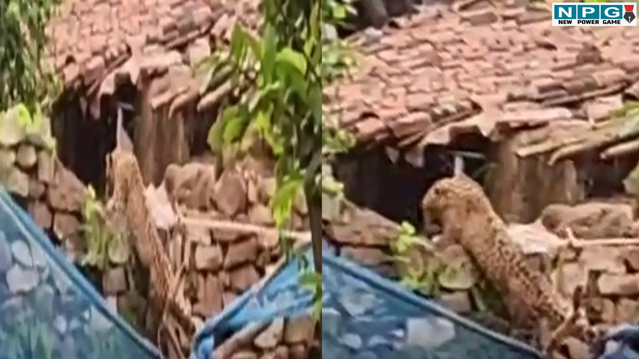 CG News: छत्तीसगढ़ में तेंदुए ने बच्ची को बनाया शिकार! चीखें सुन दौड़े मां-बाप, राज्य के दो गांव में फैली सनसनी