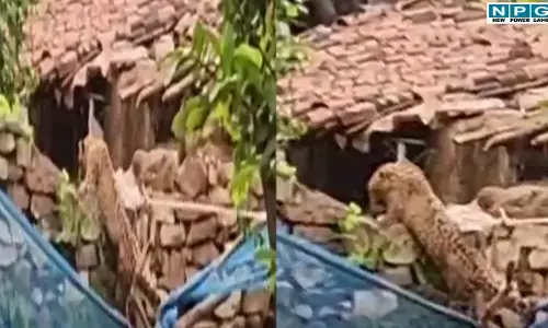 CG News: छत्तीसगढ़ में तेंदुए ने बच्ची को बनाया शिकार! चीखें सुन दौड़े मां-बाप, राज्य के दो गांव में फैली सनसनी