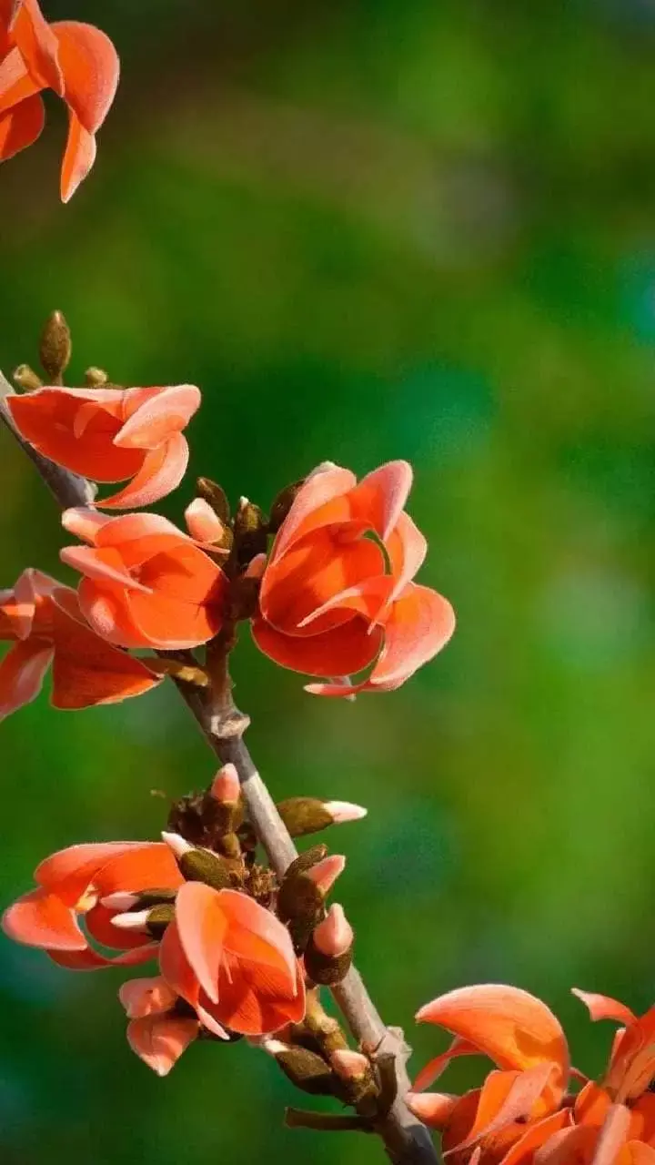 Palash Benefits : पलाश के पेड़ का हर भाग उपयोगी, जानिये कमाल के फायदे