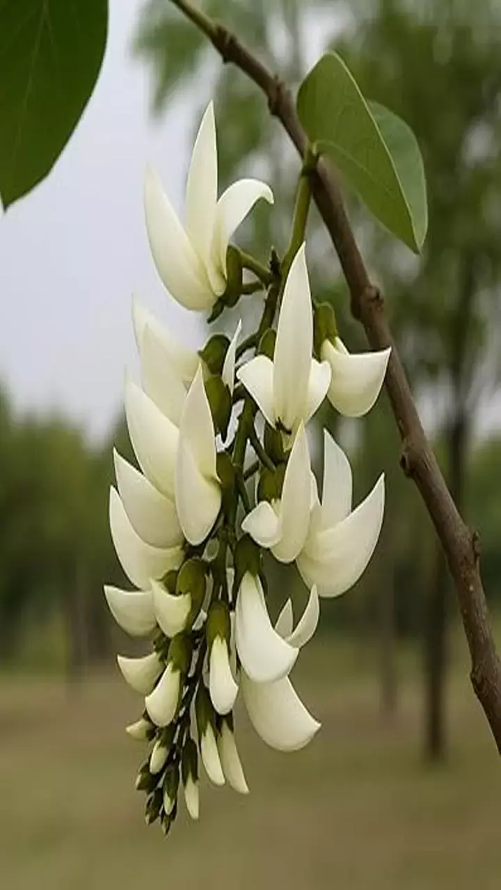 Vastu Tips: पलाश के फूल से करें ये उपाय, कभी धन की नहीं होगी कमी