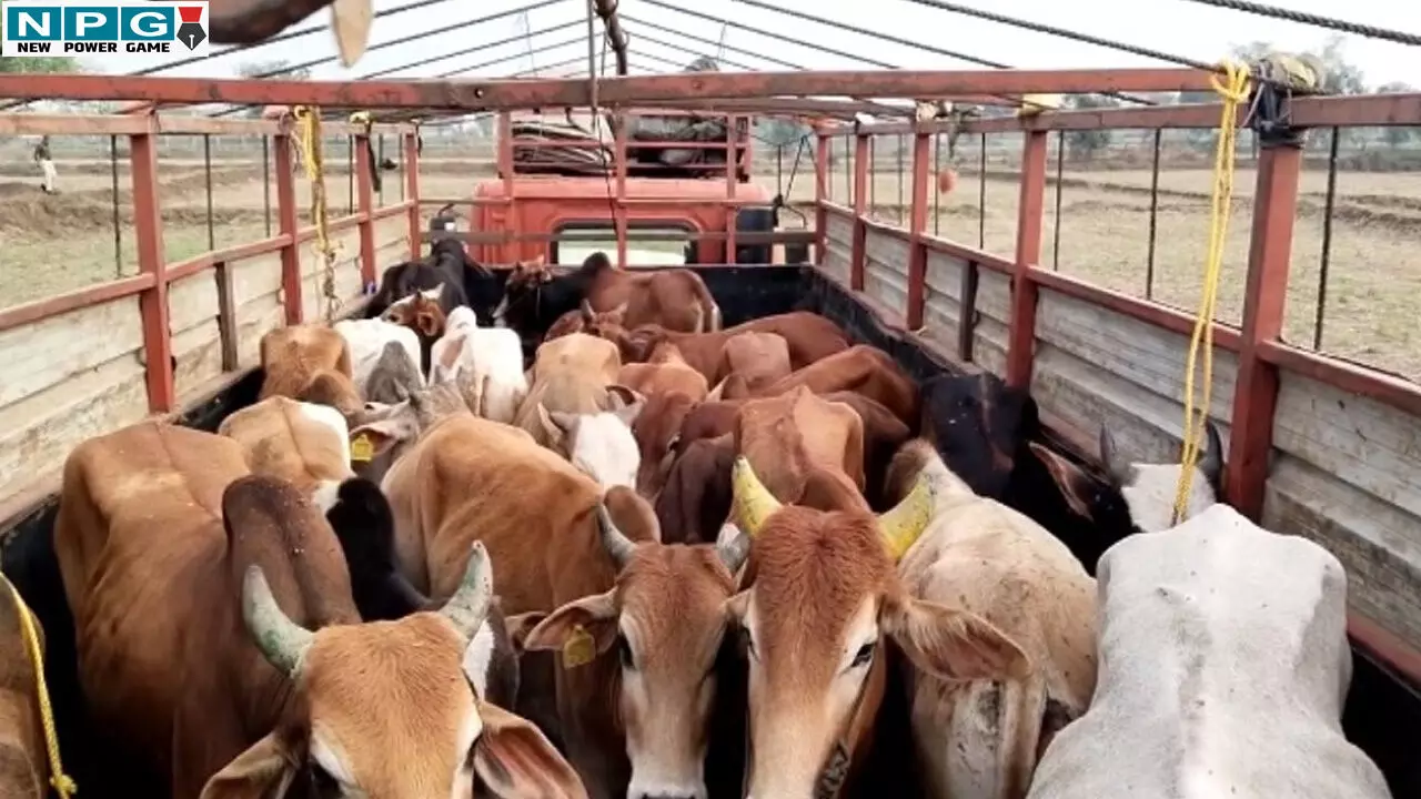 CG News: बूचड़ खाना ले जा रहे गायों को पुलिस ने पीछा कर पकड़ा, SP की अनुशंसा पर कलेक्टर ने की ये कार्रवाई