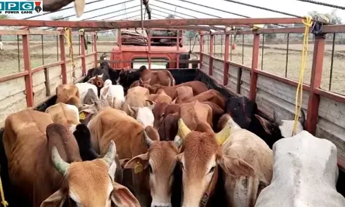 CG News: बूचड़ खाना ले जा रहे गायों को पुलिस ने पीछा कर पकड़ा, SP की अनुशंसा पर कलेक्टर ने की ये कार्रवाई