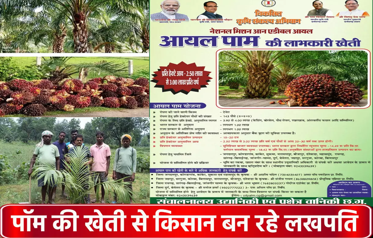 CG Farmer News: छत्तीसगढ़ में पाॅम की खेती से किसान बन रहे लखपति, एक बार लगाएं और तीस सालों तक उत्पादन पाएं...CM विष्णुदेव और केंद्र सरकार दे रही अनुदान...