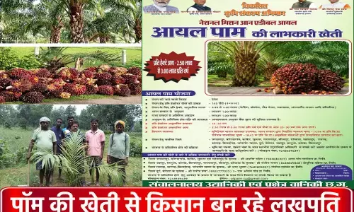CG Farmer News: छत्तीसगढ़ में पाॅम की खेती से किसान बन रहे लखपति, एक बार लगाएं और तीस सालों तक उत्पादन पाएं...CM विष्णुदेव और केंद्र सरकार दे रही अनुदान...