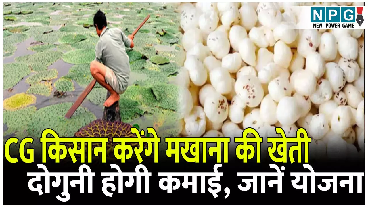 छत्तीसगढ़ में मखाना: अब सुपरफूड मखाना की खेती करेंगे किसान, इस जिले की जलवायु और मिट्टी अनुकूल छत्तीसगढ़ में मखाना: अब सुपरफूड मखाना की खेती करेंगे किसान, इस जिले की जलवायु और मिट्टी अनुकूल