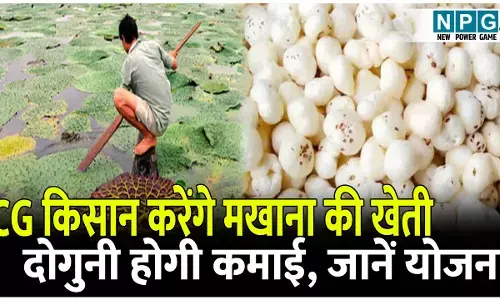 छत्तीसगढ़ में मखाना: अब सुपरफूड मखाना की खेती करेंगे किसान, इस जिले की जलवायु और मिट्टी अनुकूल