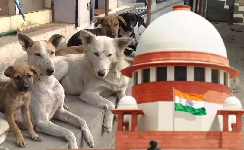 Delhi News: अब जल्द ख़त्म होगा आवारा कुत्तों का आतंक, SC ने कहा आप सभी नियमों को भूल जाइए.... और कुत्ते उठाइए
