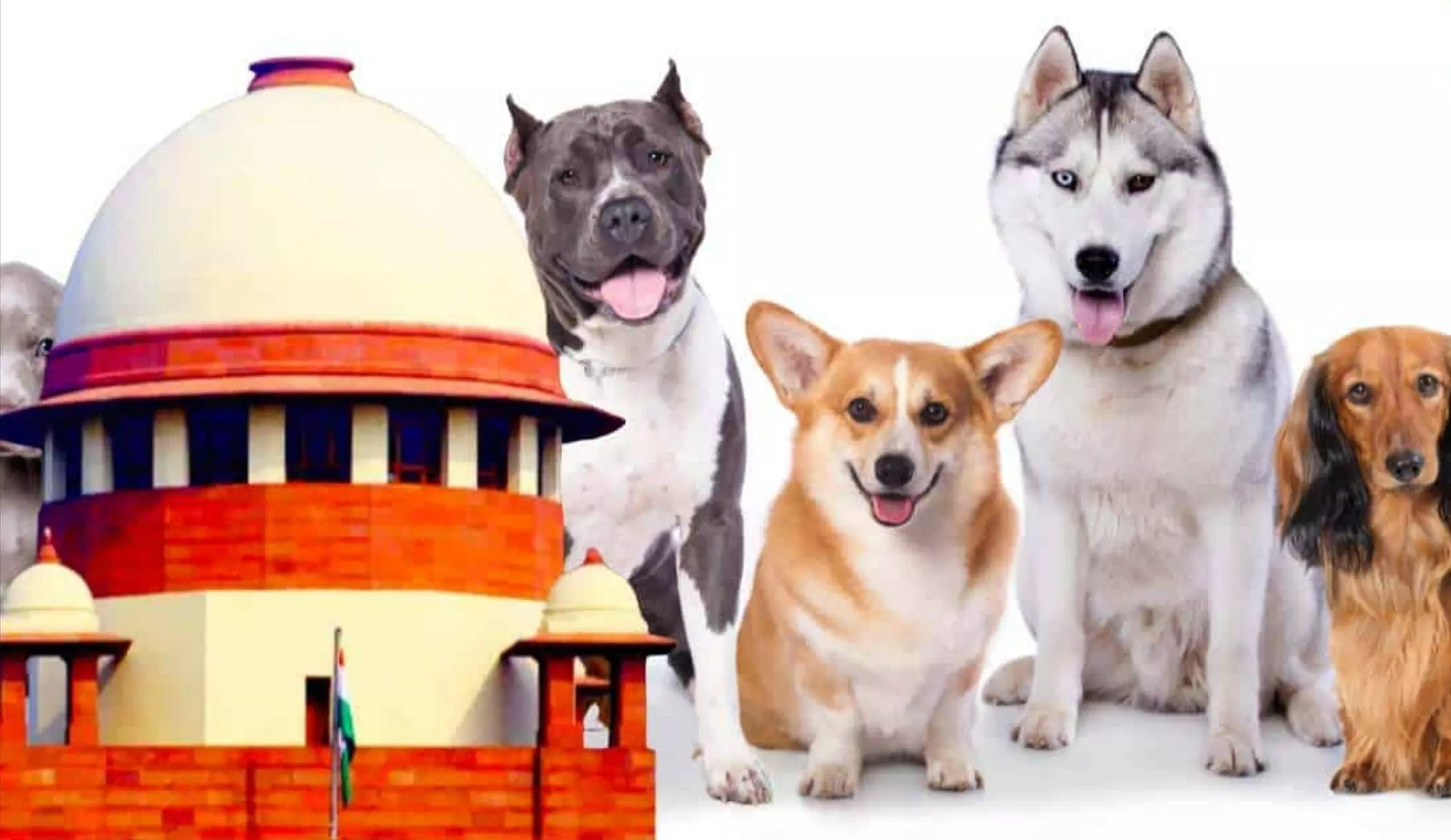 SC on Street Dogs: आवारा कुत्तों को खाना खिलने वाले हो जाओ सावधान! सुप्रीम कोर्ट का बड़ा आदेश, ये नियम तोड़ा तो होगी सख्त कार्रवाई SC on Street Dogs: आवारा कुत्तों को खाना खिलने वाले हो जाओ सावधान! सुप्रीम कोर्ट का बड़ा आदेश, ये नियम तोड़ा तो होगी सख्त कार्रवाई