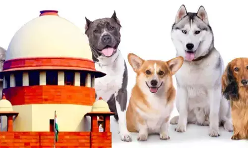 SC on Street Dogs: आवारा कुत्तों को खाना खिलने वाले हो जाओ सावधान! सुप्रीम कोर्ट का बड़ा आदेश, ये नियम तोड़ा तो होगी सख्त कार्रवाई