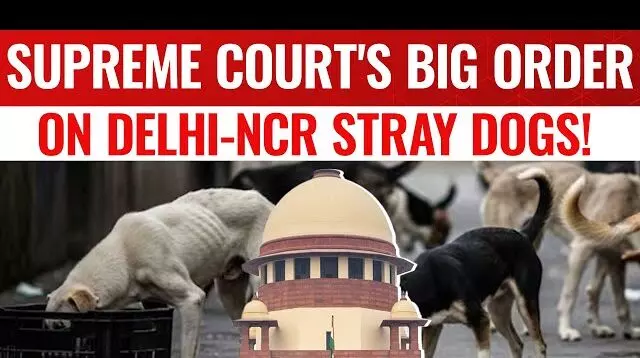 Supreme Court का बड़ा फैसला : अब तीन जजों की बेंच सुनेगी आवारा कुत्तों की दुहाई Supreme Court का बड़ा फैसला : अब तीन जजों की बेंच सुनेगी आवारा कुत्तों की दुहाई