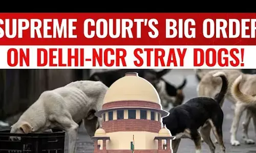 Supreme Court का बड़ा फैसला : अब तीन जजों की बेंच सुनेगी आवारा कुत्तों की दुहाई
