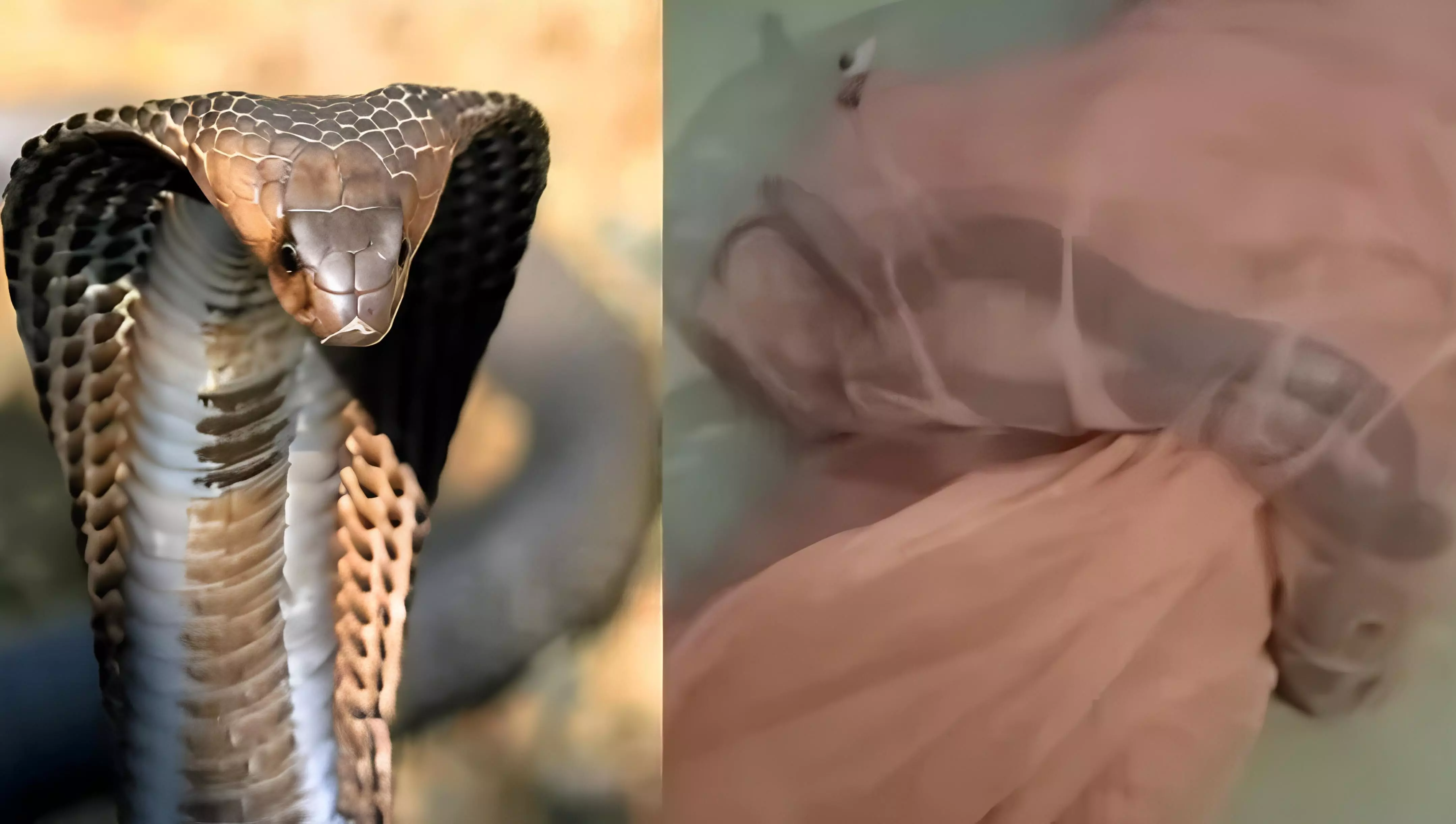 Shocking News: युवक के बगल में मच्छरदानी के अंदर आकर लेट गया कोबरा..... जानिए फिर क्या हुआ?