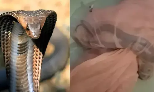 Shocking News: युवक के बगल में मच्छरदानी के अंदर आकर लेट गया कोबरा..... जानिए फिर क्या हुआ?