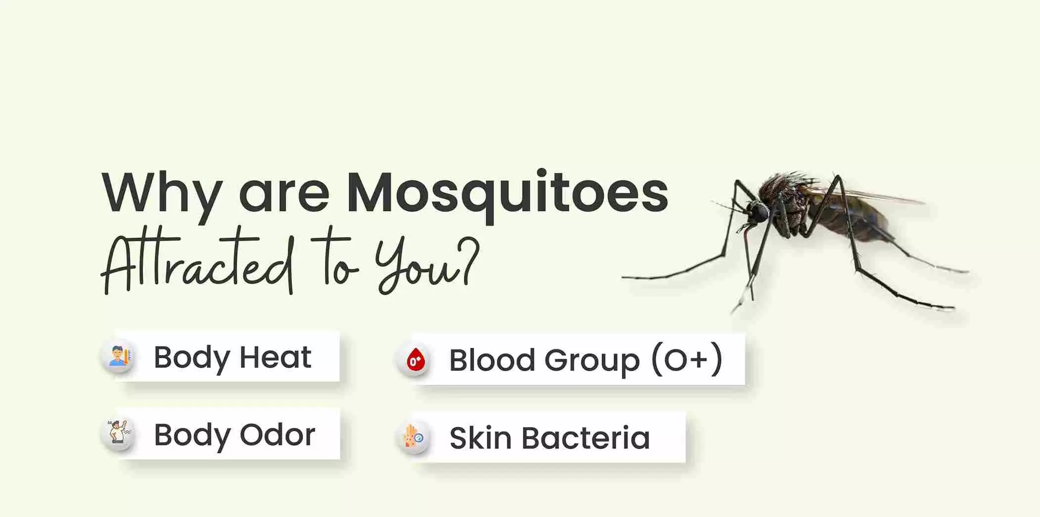 World Mosquito Day 2025 : अरे यार ये मच्छर मुझे ही क्यों काटते हैं... तो आइये फिर जानिए, यहाँ है सब कुछ World Mosquito Day 2025 : अरे यार ये मच्छर मुझे ही क्यों काटते हैं... तो आइये फिर जानिए, यहाँ है सब कुछ