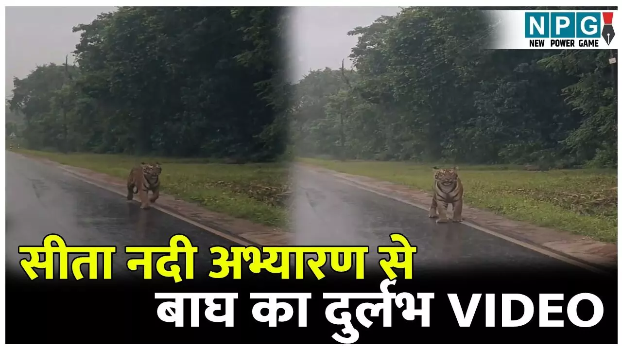 Sitanadi Sanctuary Viral Video: दुगली-नगरी मार्ग पर बाघ का दीदार, कैमरे में कैद हुआ दुर्लभ पल, वायरल हुआ वीडियो, रोमांचित हुए सैलानी