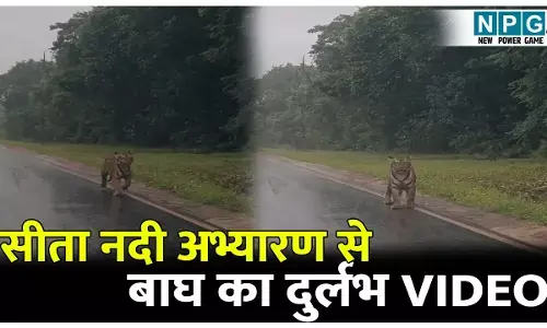 Sitanadi Sanctuary Viral Video: दुगली-नगरी मार्ग पर बाघ का दीदार, कैमरे में कैद हुआ दुर्लभ पल, वायरल हुआ वीडियो, रोमांचित हुए सैलानी