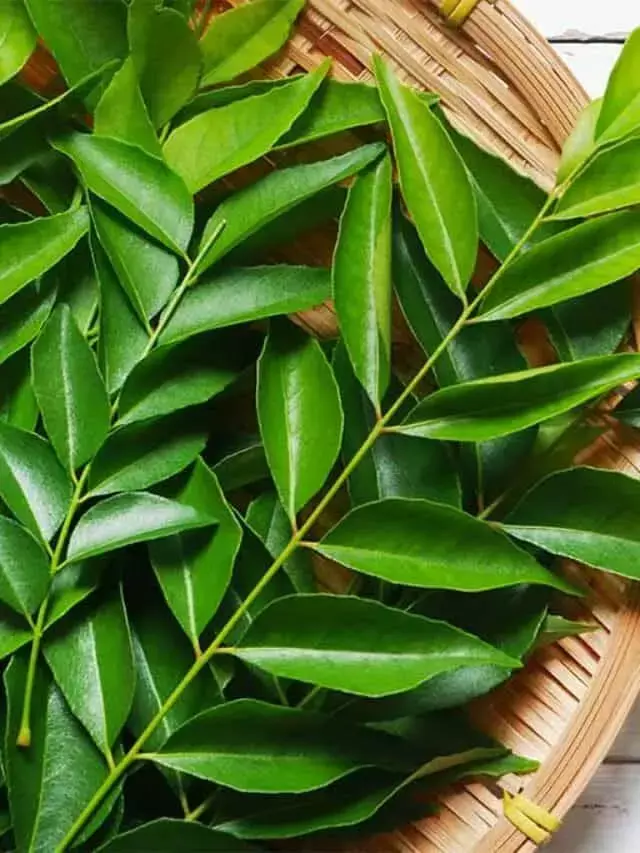 Kari Patta Khane Ke Fayde: रोज सुबह खाली पेट करी पत्ता खाने से क्या फायदा होता है?