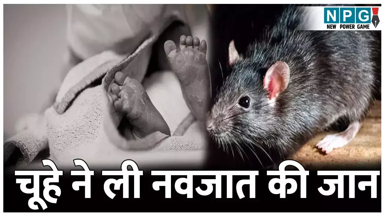 MP News: अस्पताल में बड़ी लापरवाही, चूहे ने ली... ... MP Top News : मध्य प्रदेश की बड़ी खबरें