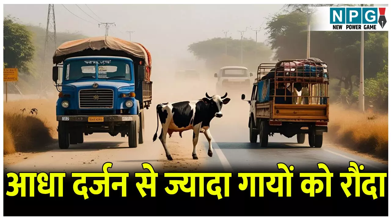 आधा दर्जन से ज्यादा गायों की मौत, तेज रफ्तार ट्रक ने ली जान