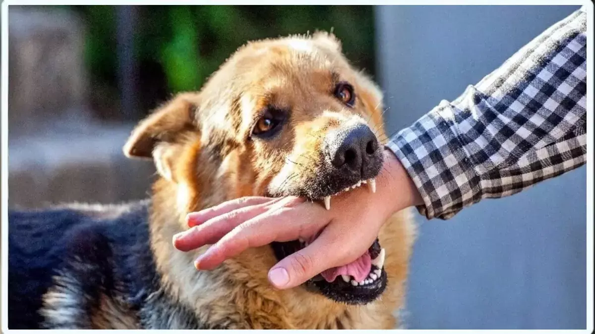 भोपाल में बढ़े डॉग बाइट के मामले: हर दिन 72 लोगों को काट रहे कुत्ते, रेबीज का बढ़ रहा खतरा