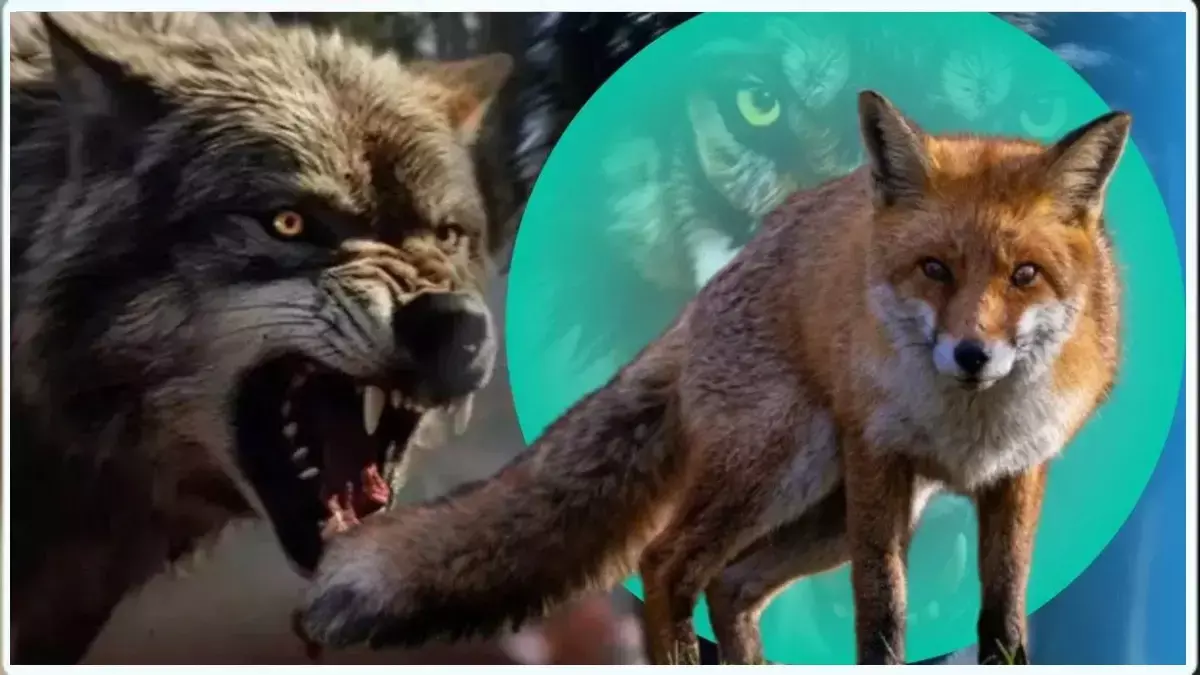 बड़ी खबर: MP के इस गांव में सियार का आतंक, ग्रामीणों पर किया जानलेवा हमला, 10 लोग घायल