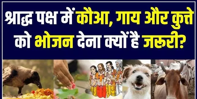 Pitru Paksha 2025 : क्यों खिलाया जाता है श्राद्ध में कौआ, चींटी, कुत्ता और गाय को भोजन ? जानिए यहाँ