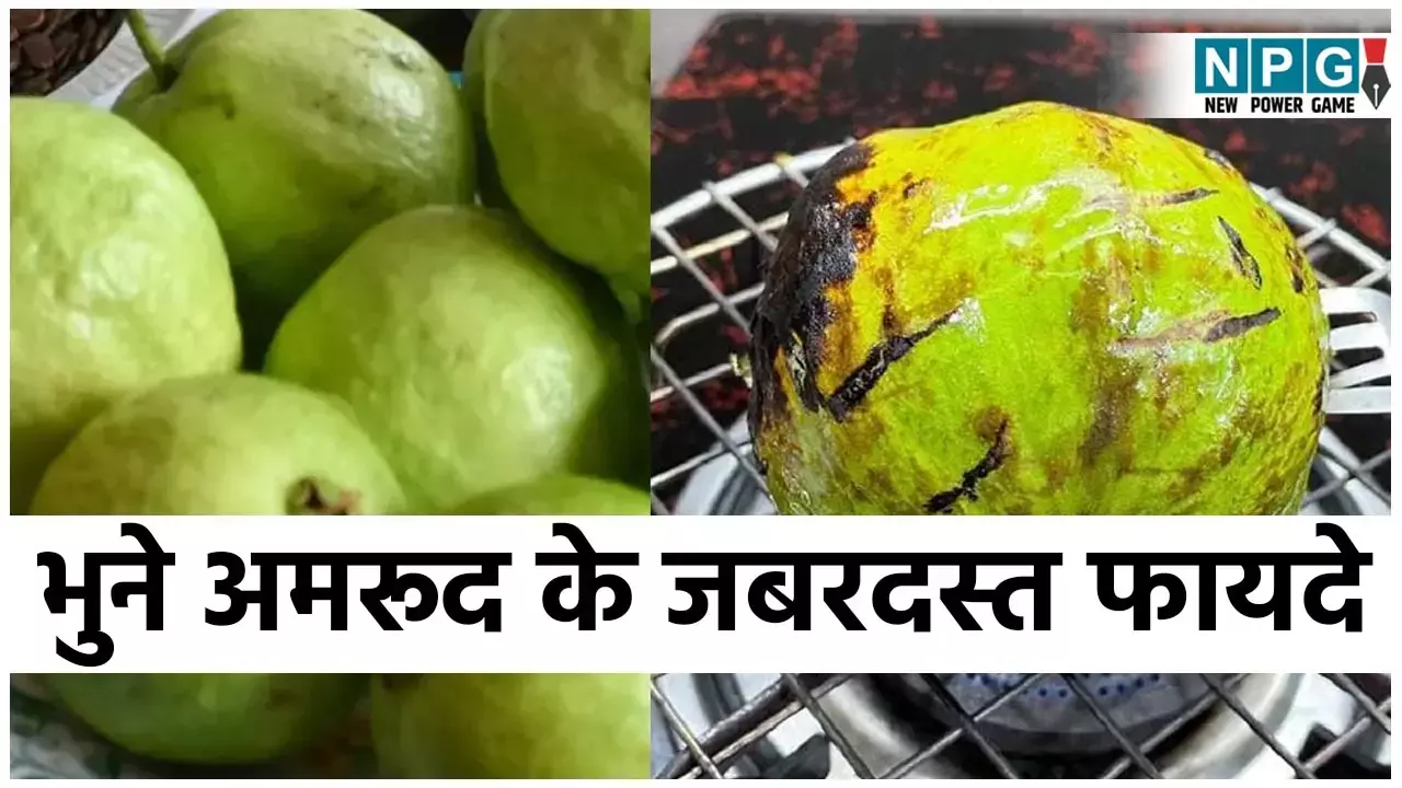 Bhune Hue Amrood Ke Fayde: खिंचेगी खांसी, पेट की समस्याओं भी होगी दूर, जानिए आचार्य बालकृष्ण के बताए भुने अमरूद के जबरदस्त फायदे...