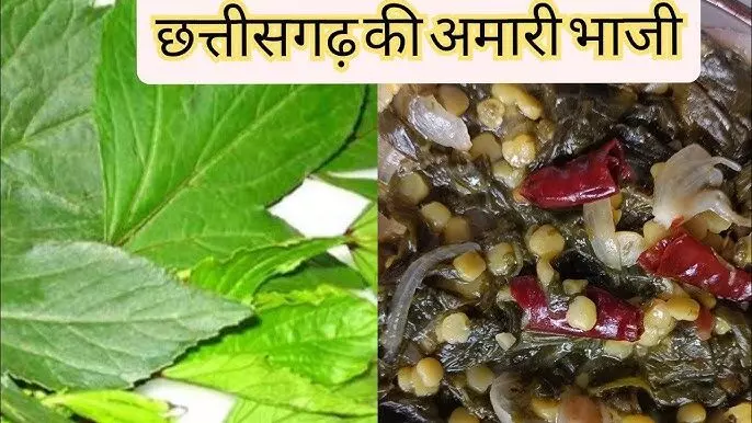 Amari Bhaaji : इम्युनिटी का पावर हाउस है छत्तीसगढ़ का यह भाजी, फल दिखता है भिंडी जैसा पर होता है खट्टा