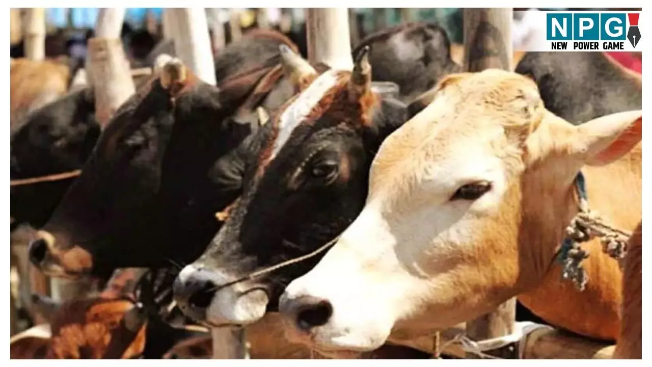 Dhamtari Crime News:  गौ तस्करी के खिलाफ CG पुलिस की बड़ी कार्रवाई, 4 आरोपी गिरफ्तार, मवेशियों की हत्या करने के लिए ले जा रहे थे तस्कर