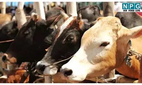 Dhamtari Crime News:  गौ तस्करी के खिलाफ CG पुलिस की बड़ी कार्रवाई, 4 आरोपी गिरफ्तार, मवेशियों की हत्या करने के लिए ले जा रहे थे तस्कर
