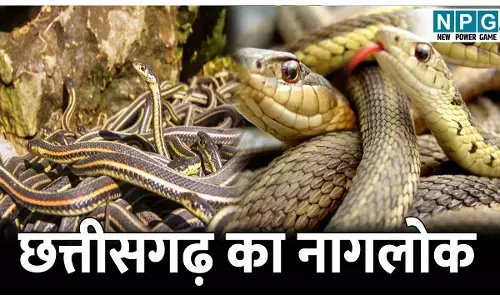 Naglok of Chhattisgarh Tapkara: जानिए छत्तीसगढ़ का नागलोक किसे कहते है, जहां पाई जाती है 70 से भी अधिक प्रजाति के सांप