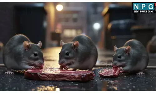 MP में चूहे कर रहे मांसाहार: इंदौर के बाद यहां भी सामने आया चूहा कांड, मरीज़ों के पैरों को कुतरा..अस्पतालों में हो रही लापरवाही का कौन है जिम्मेदार?