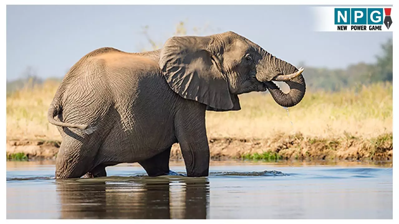 Raigarh Elephant Attack: झोपड़ी में सो रहे परिवार पर हाथी ने किया हमला, महिला को पटक-पटककर कर डाला, पति ने छिपकर बचाई जान