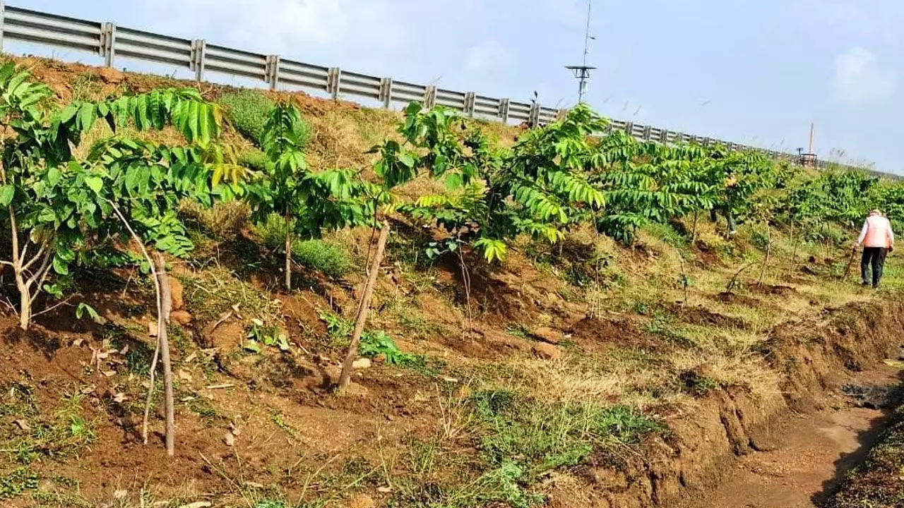 CG News: छत्तीसगढ़ के राष्ट्रीय राजमार्ग बन रहे ग्रीन कॉरिडोर, एनएचएआई ने इस साल लगाए 2.71 लाख पौधे, CM बोले-तरक्की की राह के साथ साथ हरियाली की छांव भी