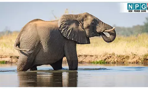 Raigarh Elephant Attack: झोपड़ी में सो रहे परिवार पर हाथी ने किया हमला, महिला को पटक-पटककर कर डाला, पति ने छिपकर बचाई जान