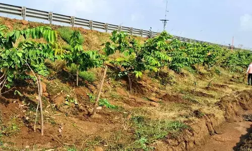 CG News: छत्तीसगढ़ के राष्ट्रीय राजमार्ग बन रहे ग्रीन कॉरिडोर, एनएचएआई ने इस साल लगाए 2.71 लाख पौधे, CM बोले-तरक्की की राह के साथ साथ हरियाली की छांव भी