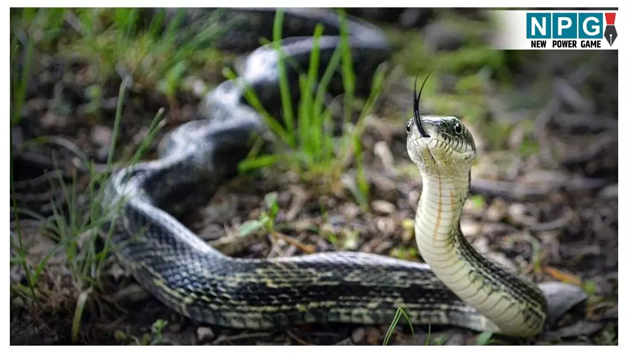 Korba Snake Bite Death: घर में सो रहे पूरे परिवार को जहरीले सांप ने काटा, पिता-बेटे की मौत… मां की हालत नाजुक