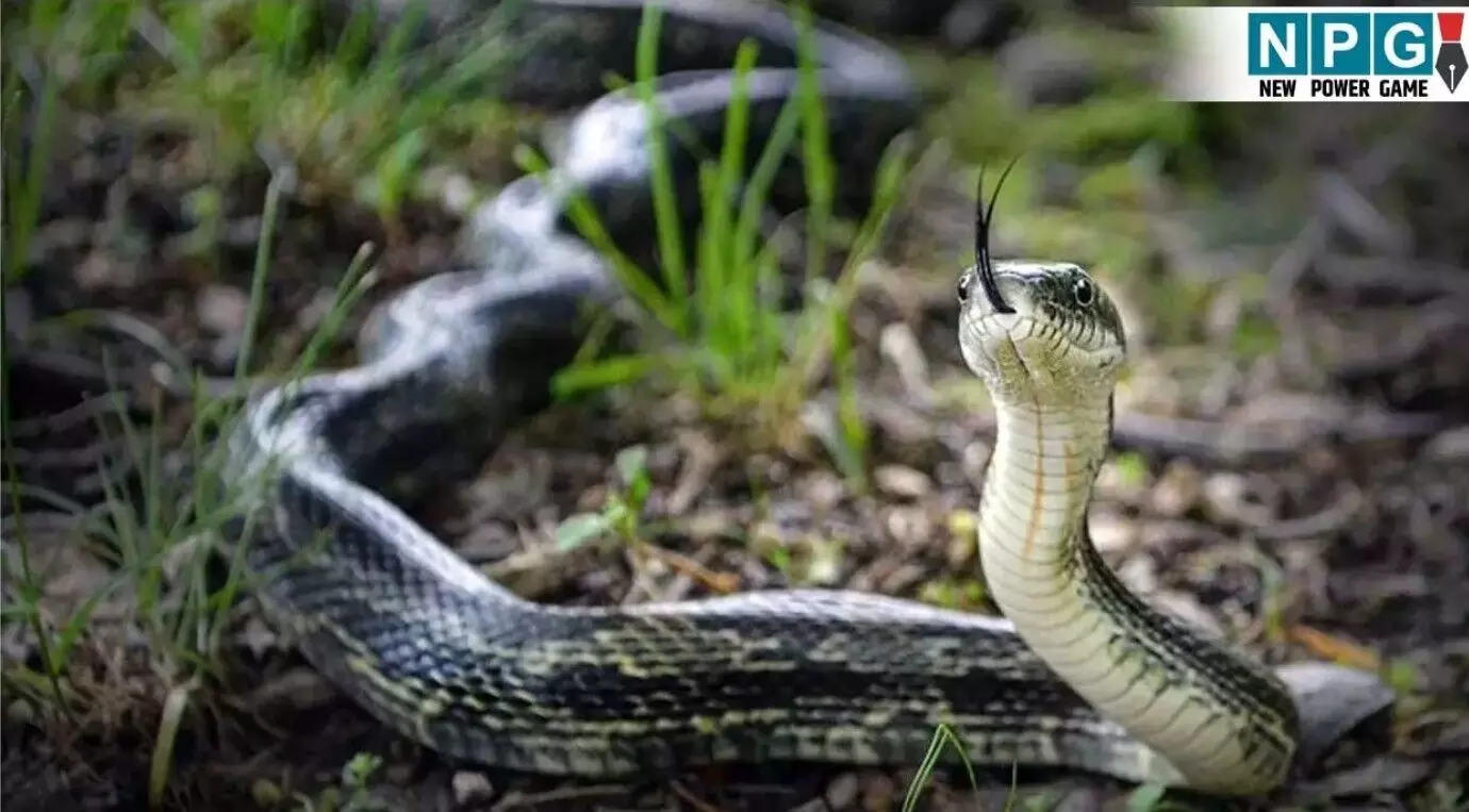 Korba Snake Bite Death: घर में सो रहे पूरे परिवार... ... CG Top News Today: छत्तीसगढ़ की टॉप न्यूज़, पढ़ें छत्तीसगढ़ की हर बड़ी खबर CG No. 1 न्यूज़ पोर्टल NPG न्यूज़ पर