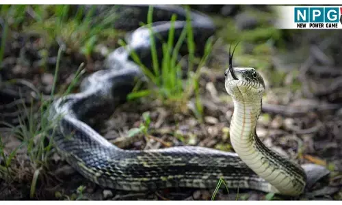 Korba Snake Bite Death: घर में सो रहे पूरे परिवार को जहरीले सांप ने काटा, पिता-बेटे की मौत… मां की हालत नाजुक