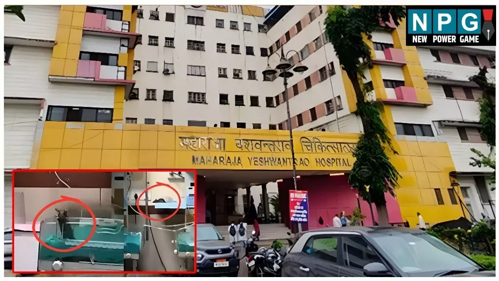 MP के इंदौर में चूहा कांड: मासूमों की मौत पर भड़का गुस्सा; युवाओं ने MYH अस्पताल का किया घेराव, दोषियों पर कड़ी कार्रवाई की मांग MP के इंदौर में चूहा कांड: मासूमों की मौत पर भड़का गुस्सा; युवाओं ने MYH अस्पताल का किया घेराव, दोषियों पर कड़ी कार्रवाई की मांग