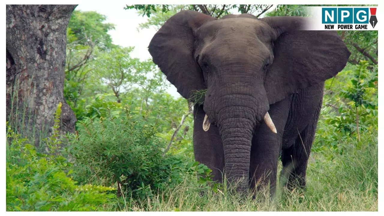 Korba Elephant Attack: गजराज का आतंक! हाथी के हमले में युवक की मौत, कुचल कुचलकर मार डाला