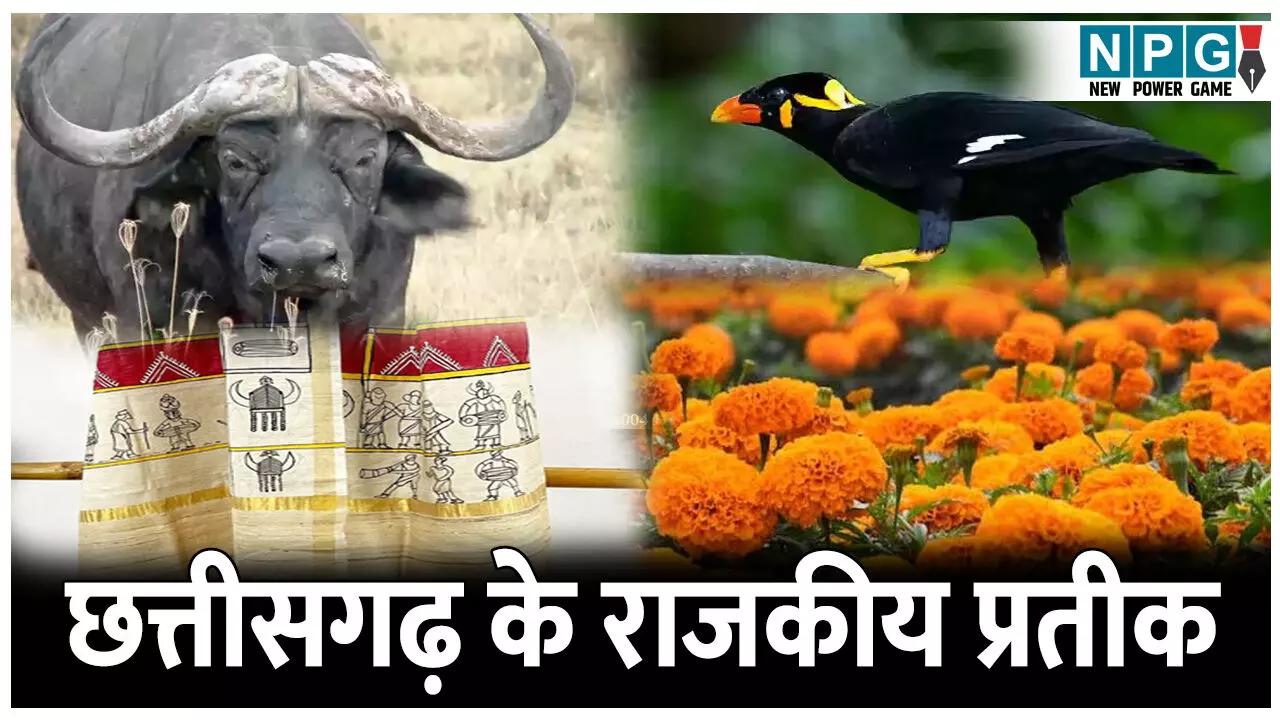 Chhattisgarh ke Pratikon ka Parichay: छत्तीसगढ़ के राजकीय चिन्ह से लेकर राजकीय गमछे तक, जानिए CG के सभी प्रतीकों का परिचय...सिर्फ एक क्लिक में
