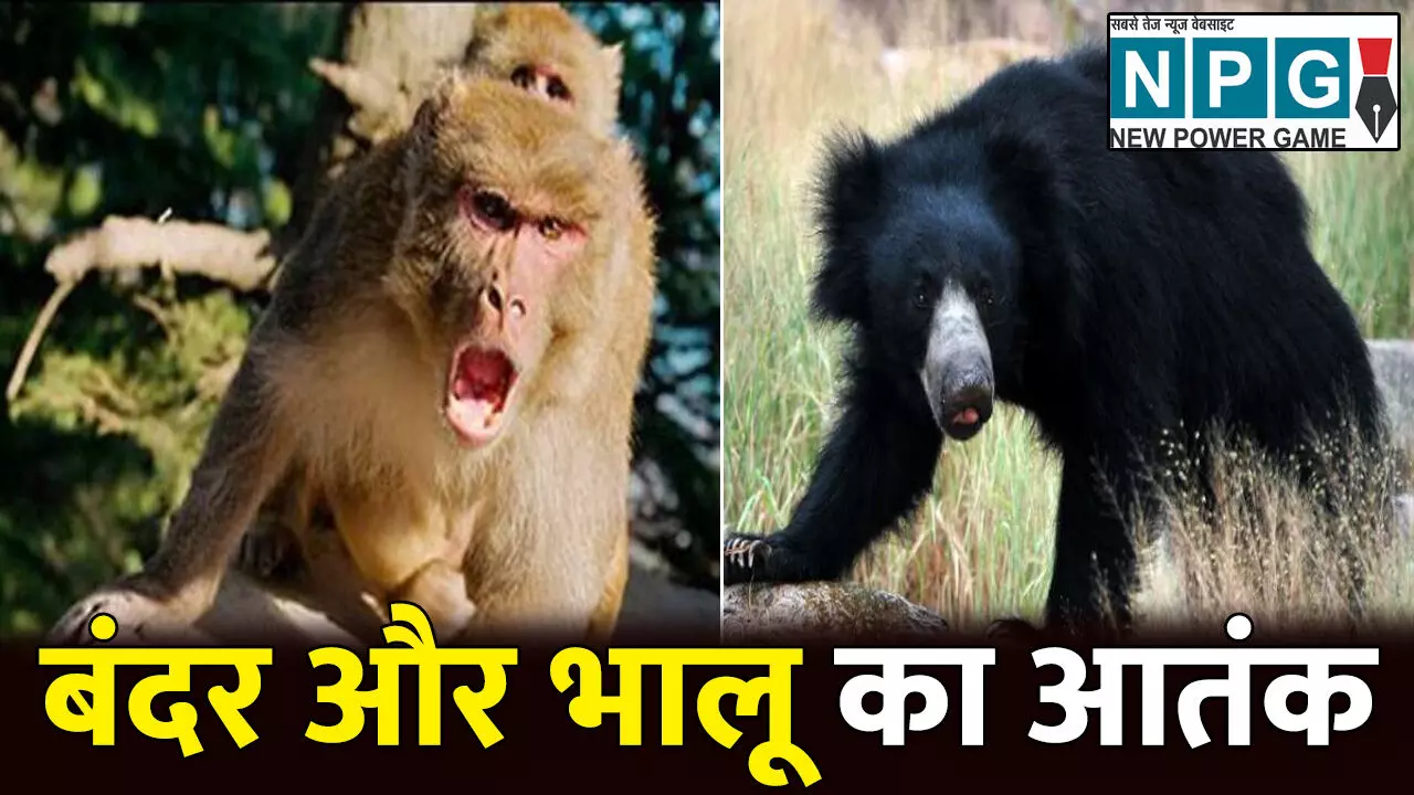 CG News: बंदर और भालू का आतंक: रिहायशी इलाकों में मचा रहे धमाचौकड़ी, वन विभाग ने चलाया विशेष अभियान