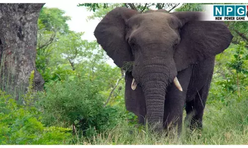 Korba Elephant Attack: गजराज का आतंक! हाथी के हमले में युवक की मौत, कुचल कुचलकर मार डाला