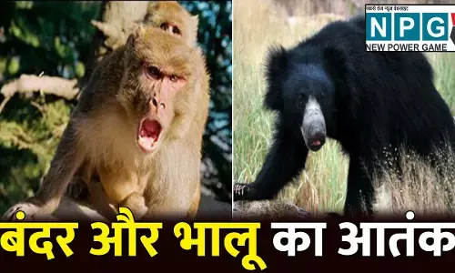 CG News: बंदर और भालू का आतंक: रिहायशी इलाकों में मचा रहे धमाचौकड़ी, वन विभाग ने चलाया विशेष अभियान